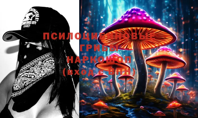 Галлюциногенные грибы Psilocybine cubensis  Баксан 